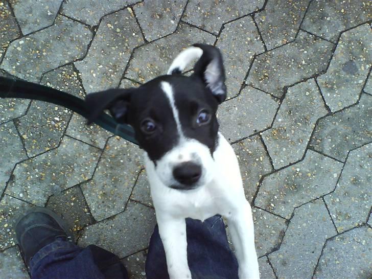 Dansk svensk gaardhund Rocky billede 10