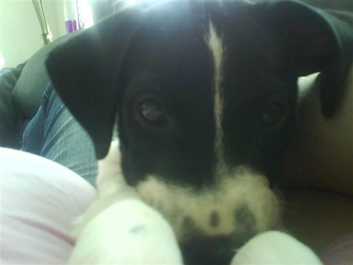 Dansk svensk gaardhund Rocky - Kuk kuk... billede 11