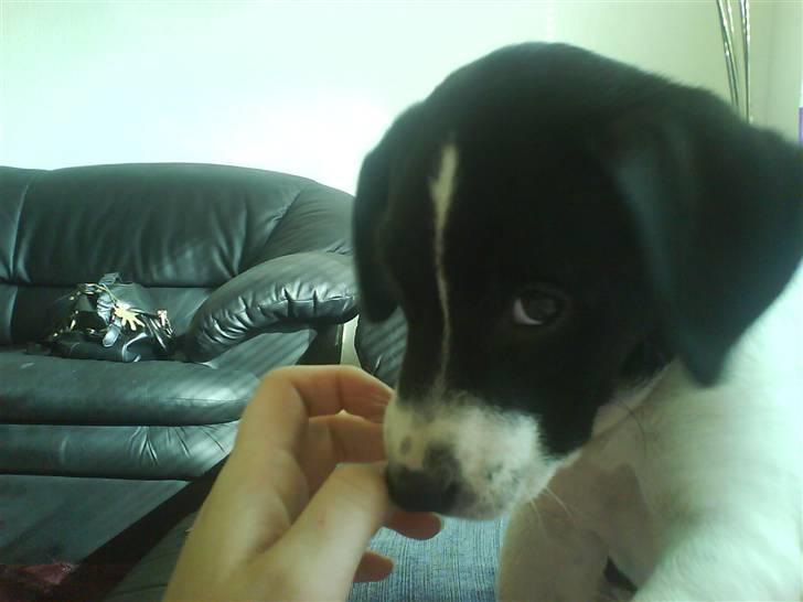 Dansk svensk gaardhund Rocky - Tager du billeder nu mor? billede 12