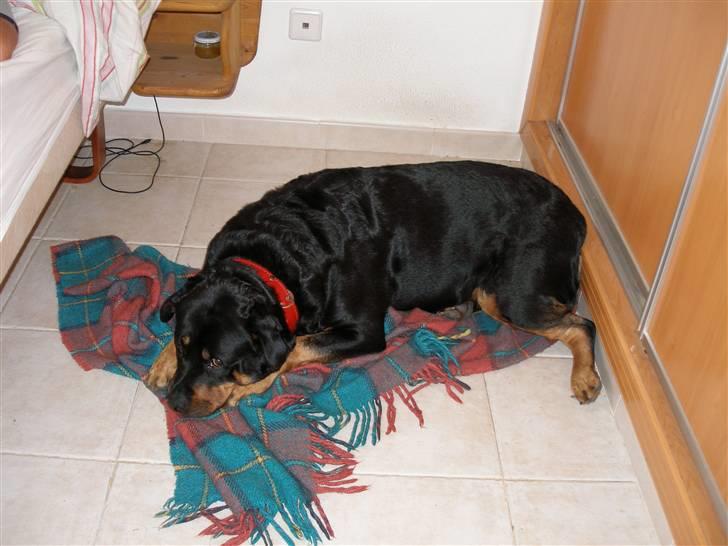 Rottweiler Chilli billede 2