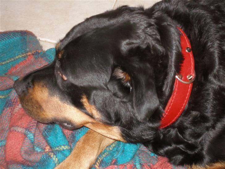 Rottweiler Chilli billede 3