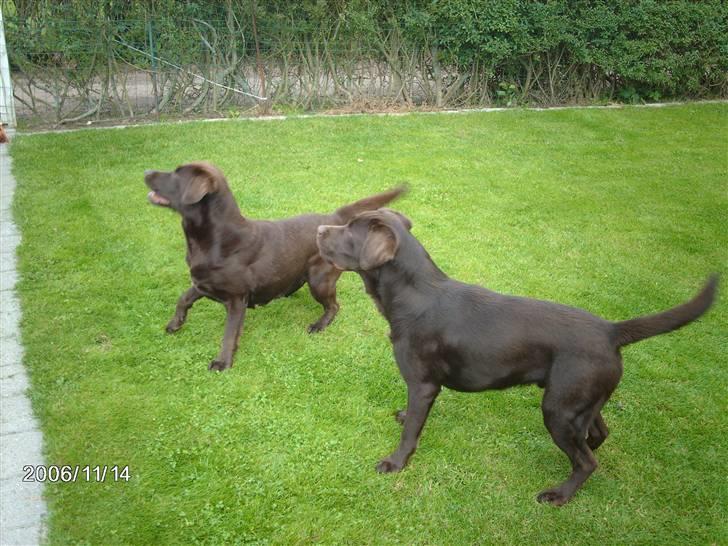 Labrador retriever Molly - super flot hund billede 10