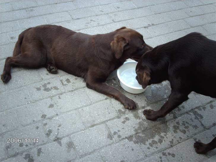 Labrador retriever Molly - træt og tørstig.. billede 11