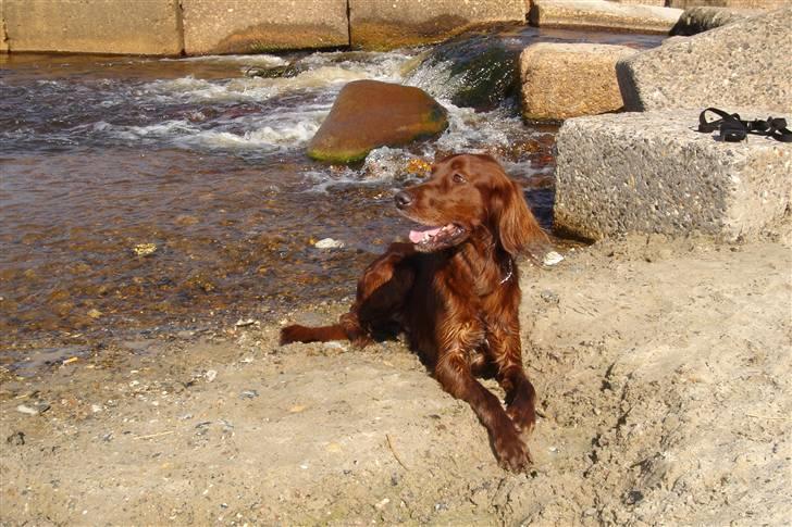 Irsk setter Azur billede 6