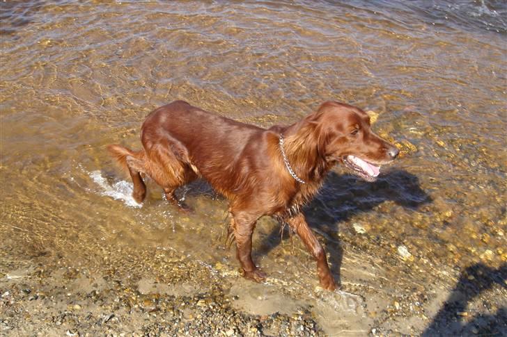 Irsk setter Azur billede 7