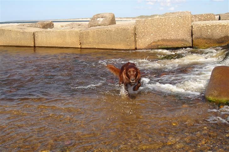 Irsk setter Azur billede 8