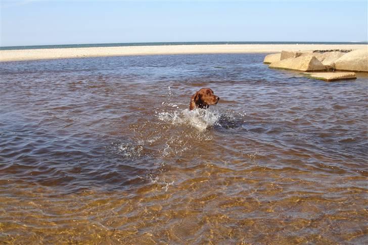 Irsk setter Azur billede 9