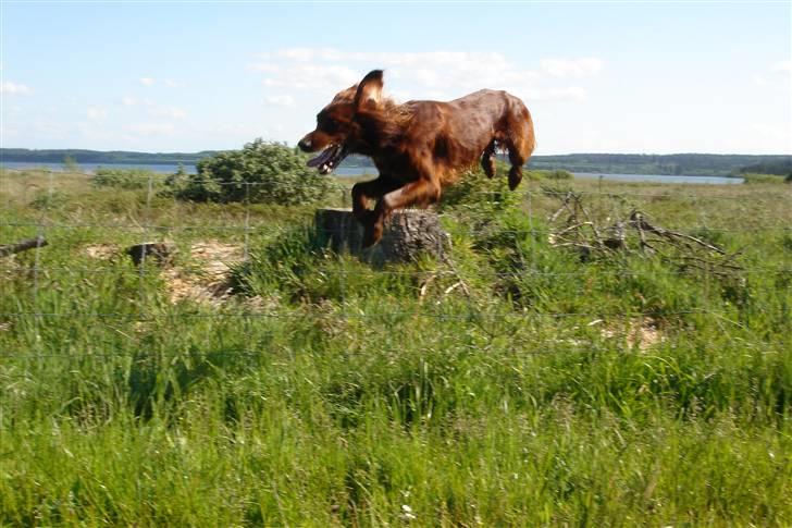 Irsk setter Azur billede 10