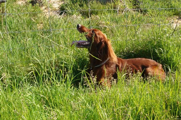 Irsk setter Azur billede 11