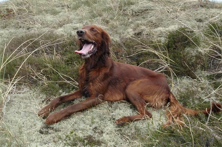 Irsk setter Azur billede 12