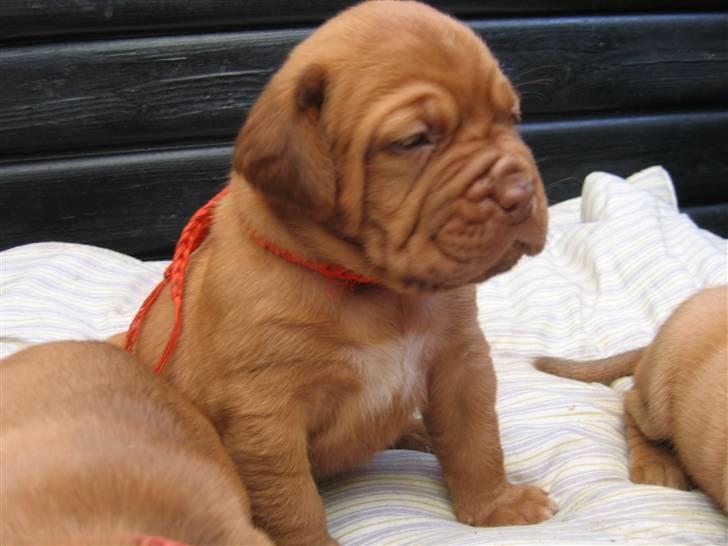 Dogue de bordeaux Honey (Vegasus Aija) - Ja ja ja, hvordan ser du selv ud når du lige er stået op!! Giv mig så den kam  ... billede 1
