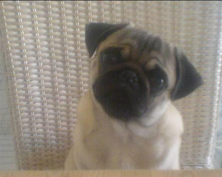 Mops Chanel billede 12