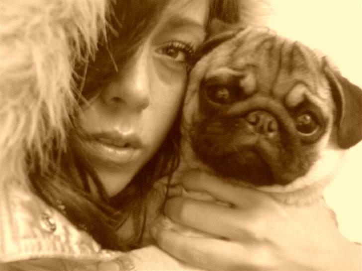 Mops Chanel billede 13