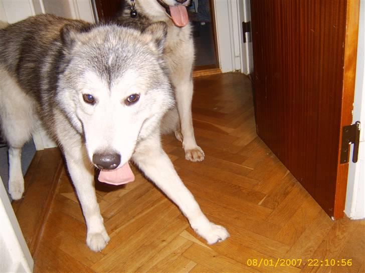 Alaskan malamute sniffer billede 3