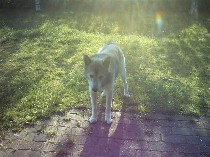 Alaskan malamute sniffer billede 4