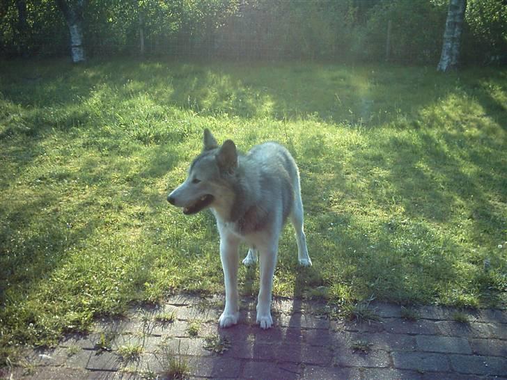 Alaskan malamute sniffer billede 5