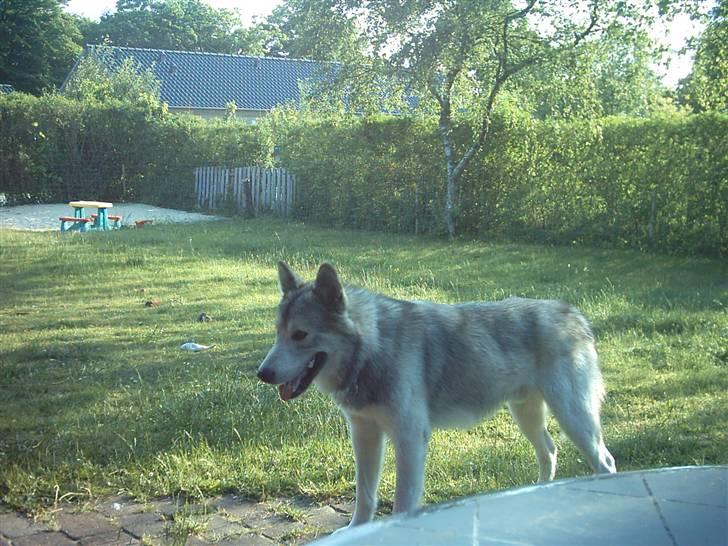 Alaskan malamute sniffer billede 6