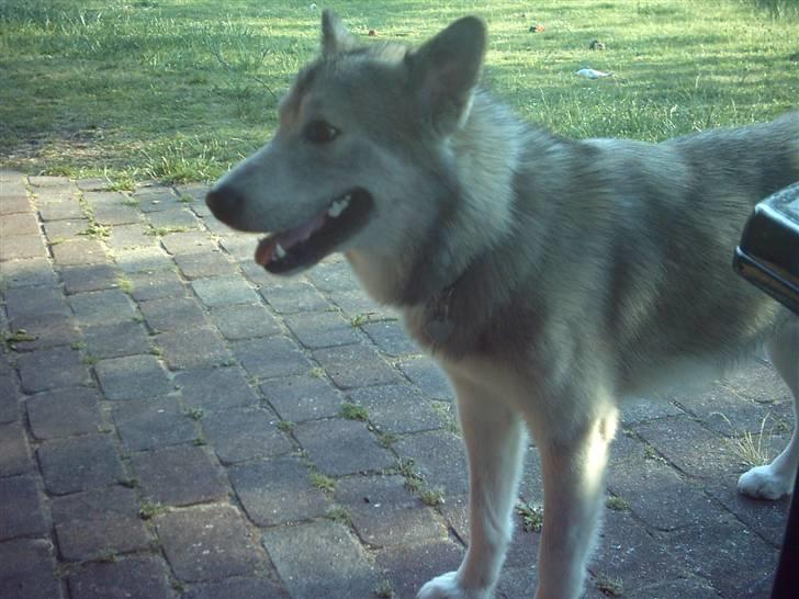 Alaskan malamute sniffer billede 7