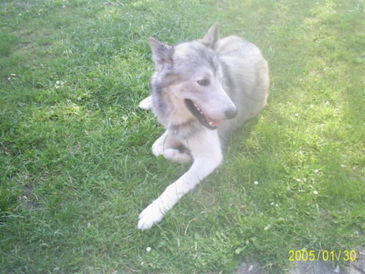 Alaskan malamute sniffer billede 8