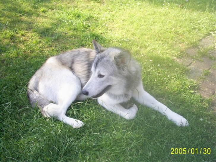 Alaskan malamute sniffer billede 9