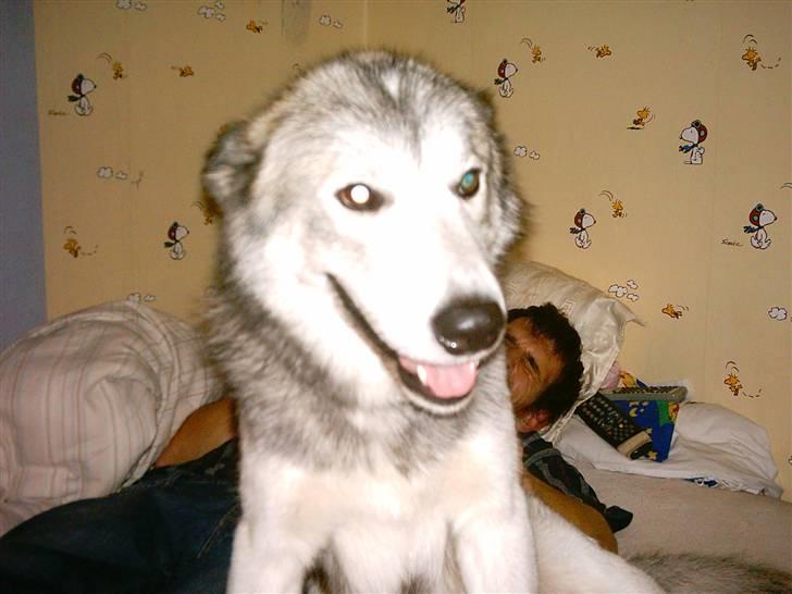 Alaskan malamute sniffer billede 10