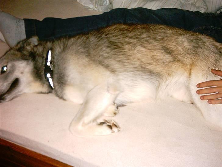 Alaskan malamute sniffer billede 11