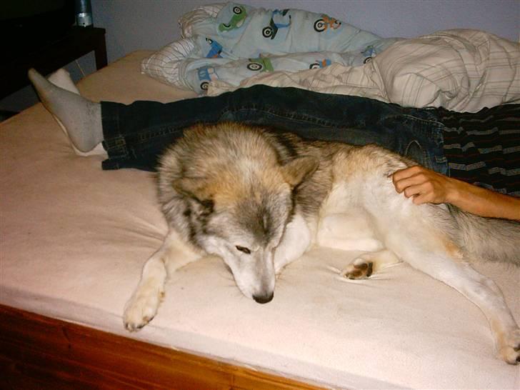 Alaskan malamute sniffer billede 12