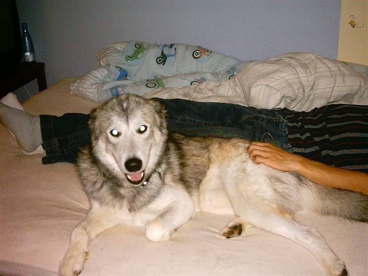 Alaskan malamute sniffer billede 13