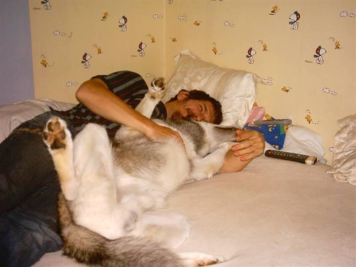 Alaskan malamute sniffer billede 14