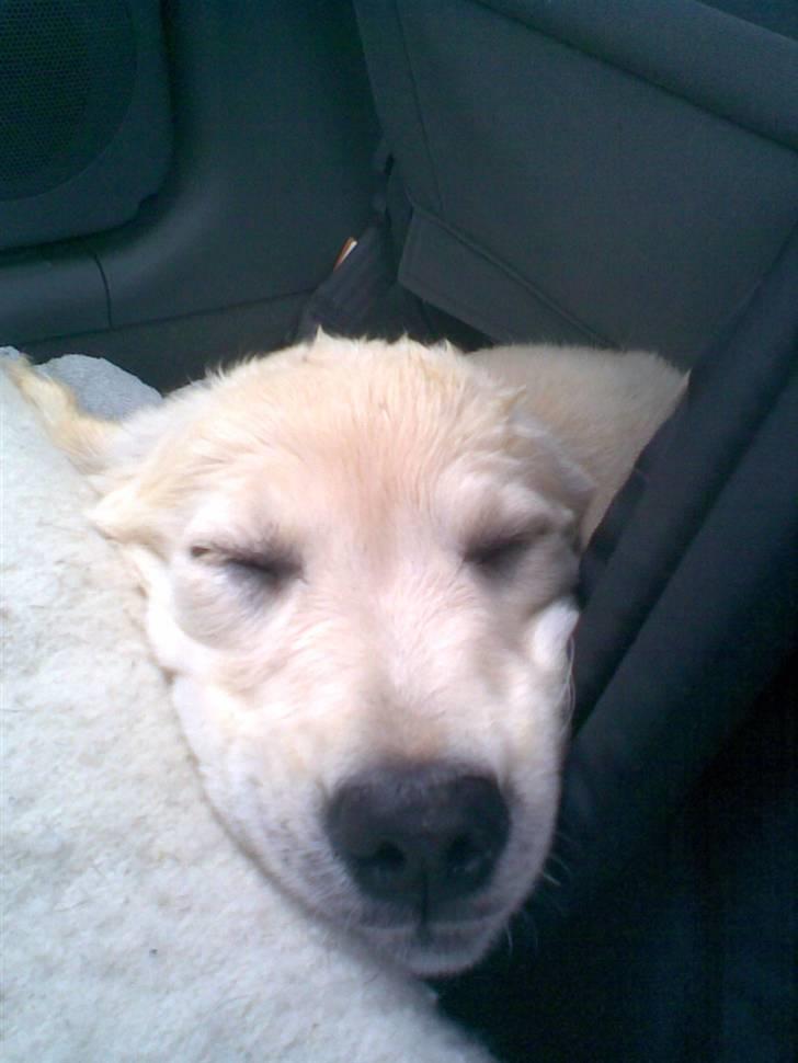 Golden retriever Ascha - en dejlig tur i bilen..... billede 6