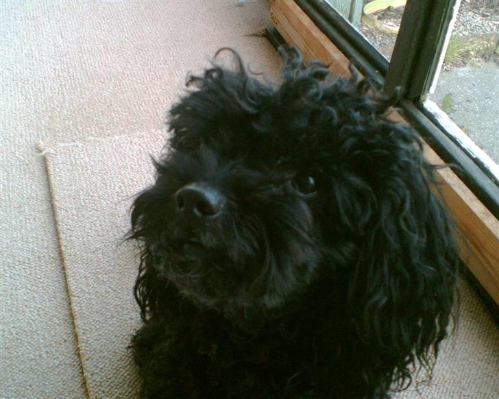 Dværgpuddel Tarzan - Se så pænt jeg sidder... Giv mig nu den søde godbid. Be´om (: billede 1