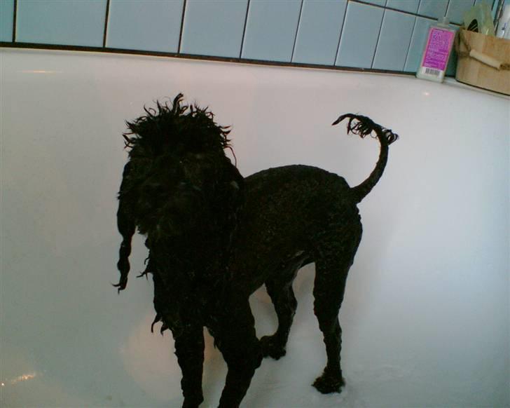 Dværgpuddel Tarzan - Jeg hader at komme i bad... billede 2