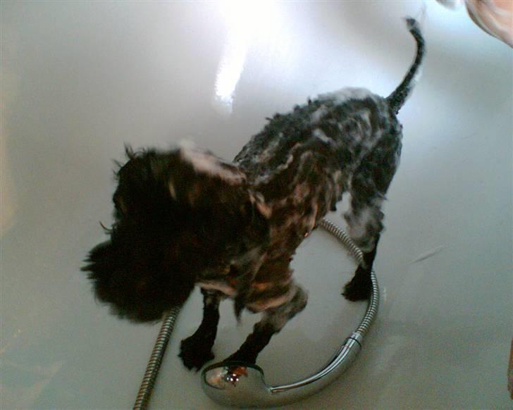 Dværgpuddel Tarzan - Især når de skummer mig ind i det cremede stads som lugter sjovt! billede 3