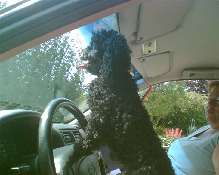 Dværgpuddel Tarzan - Pas på ude på motorvejen, for her kommer jeg! :b billede 4