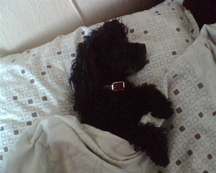 Dværgpuddel Tarzan - Vil du ikke nok putte mig? billede 5