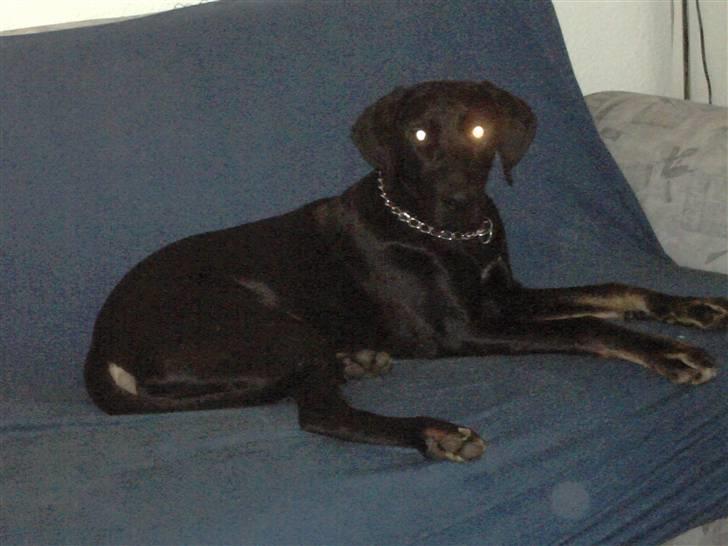 Blanding af racer Skipper billede 13