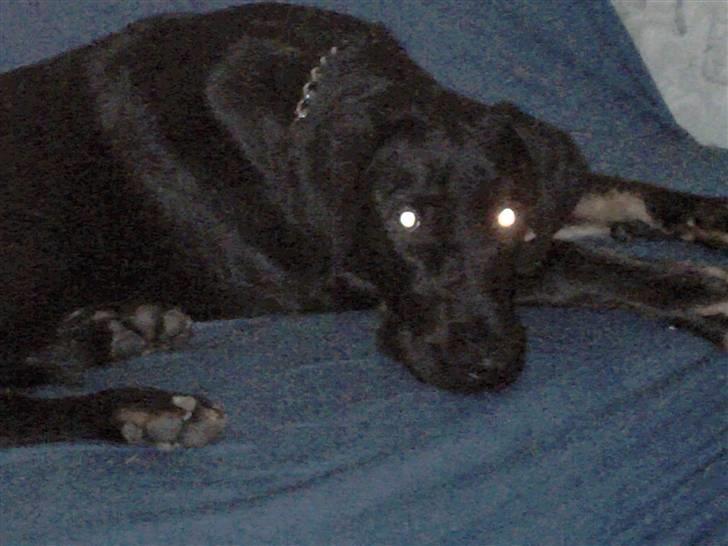 Blanding af racer Skipper billede 14