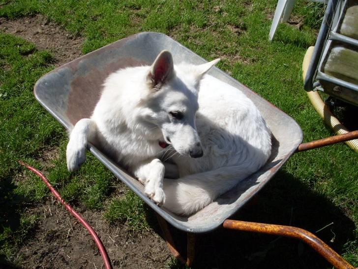 Hvid schæfer Lady - hun ligger i trillebøren taget 24/7-2008 billede 12