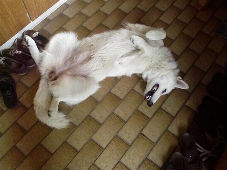 Hvid schæfer Lady - hun kan godt lide at ligge på ryggen billede 13