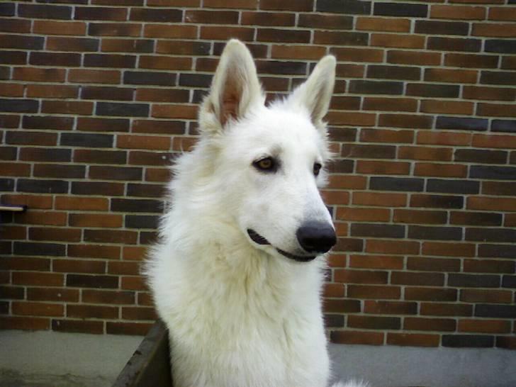 Hvid schæfer Lady billede 14