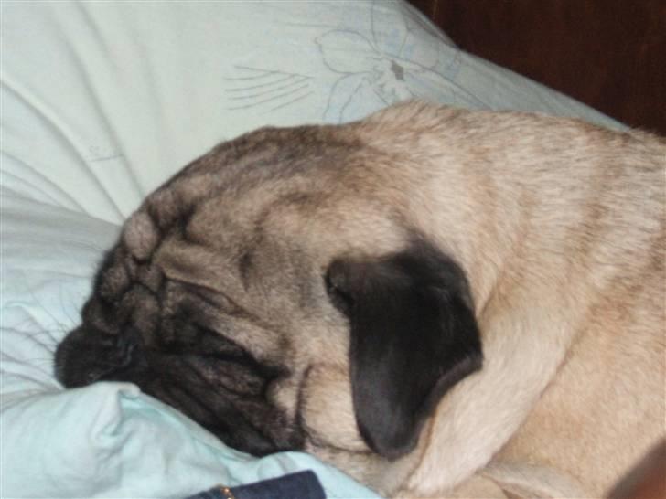 Mops Carisma Buller "Nemo" - Lille Nemo er træt efter en tur i skoven billede 1