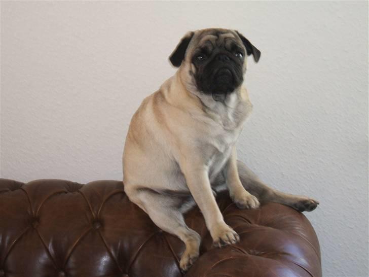 Mops Carisma Buller "Nemo" - Høj til hest billede 2