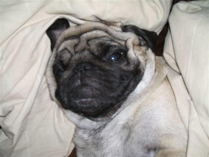 Mops Carisma Buller "Nemo" - Ihh, hvor er det skønt at putte under dynen efter agility billede 3