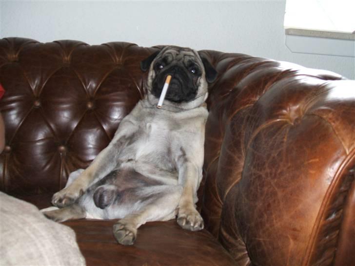 Mops Carisma Buller "Nemo" - Livet er fedt!!! billede 4