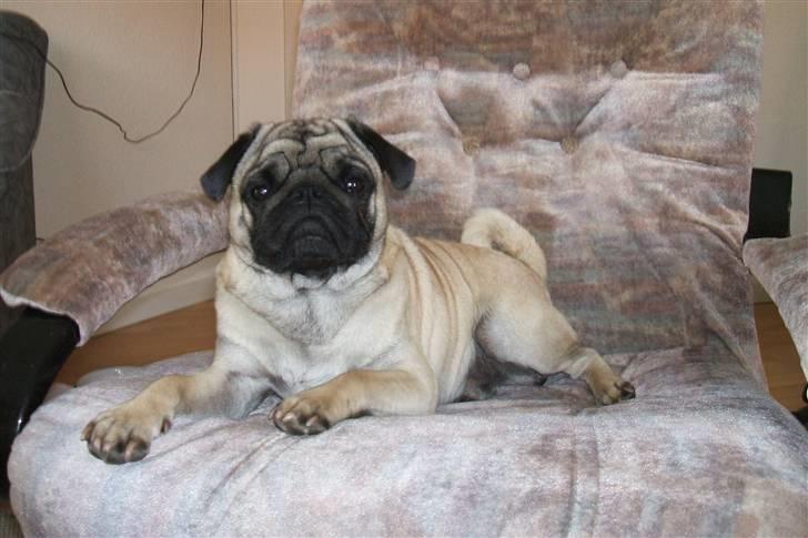 Mops Carisma Buller "Nemo" - Smukke hund billede 5