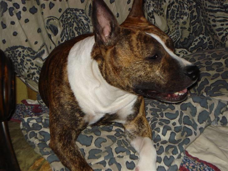 Amerikansk staffordshire terrier trine billede 13