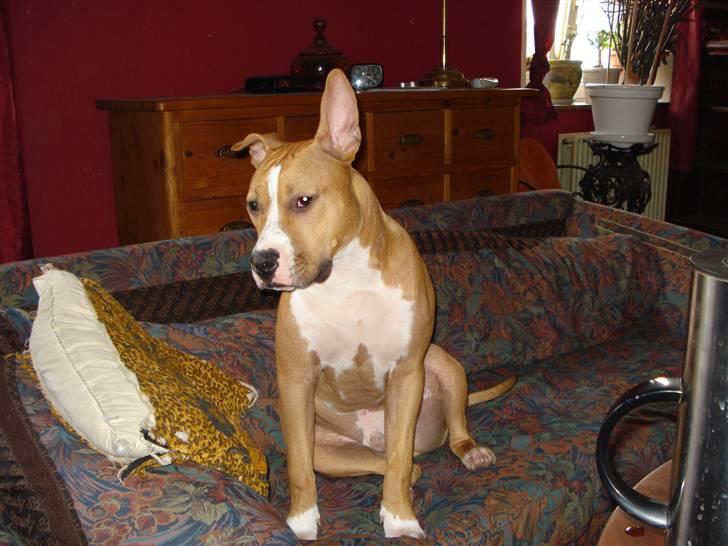 Blanding af racer bassemand billede 1