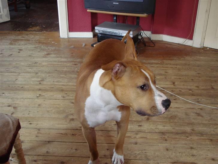 Blanding af racer bassemand billede 2