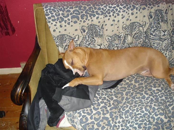 Blanding af racer bassemand billede 3