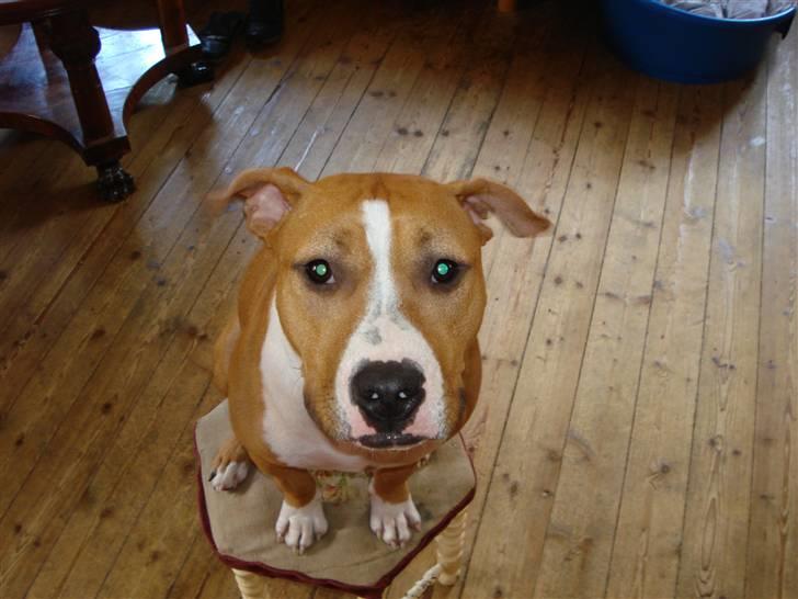 Blanding af racer bassemand billede 4